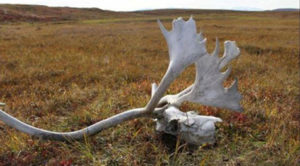 zach bowhay - hunting podcast